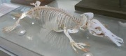 Squelette de souris